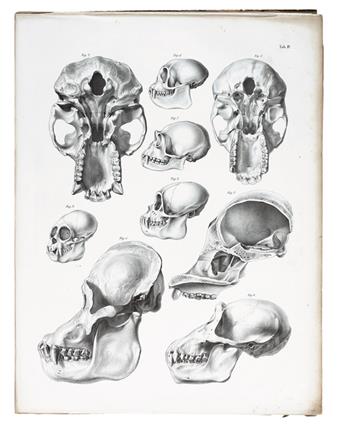 MEDICINE  ERDL, MICHAEL PIUS. Tafeln zur vergleichenden Anatomie des Schaedels.  1841